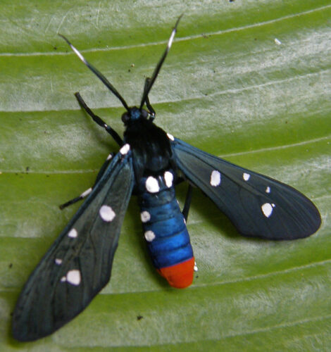 The Polka-Dot Wasp Moth on Your Oleanders