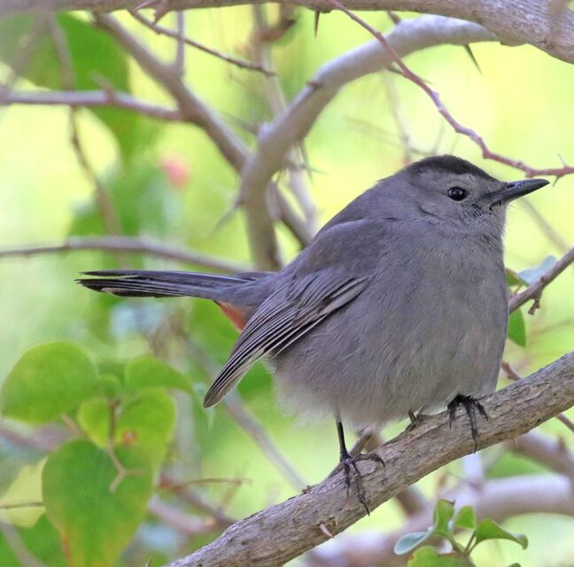 Gray Catbird by Rick Read