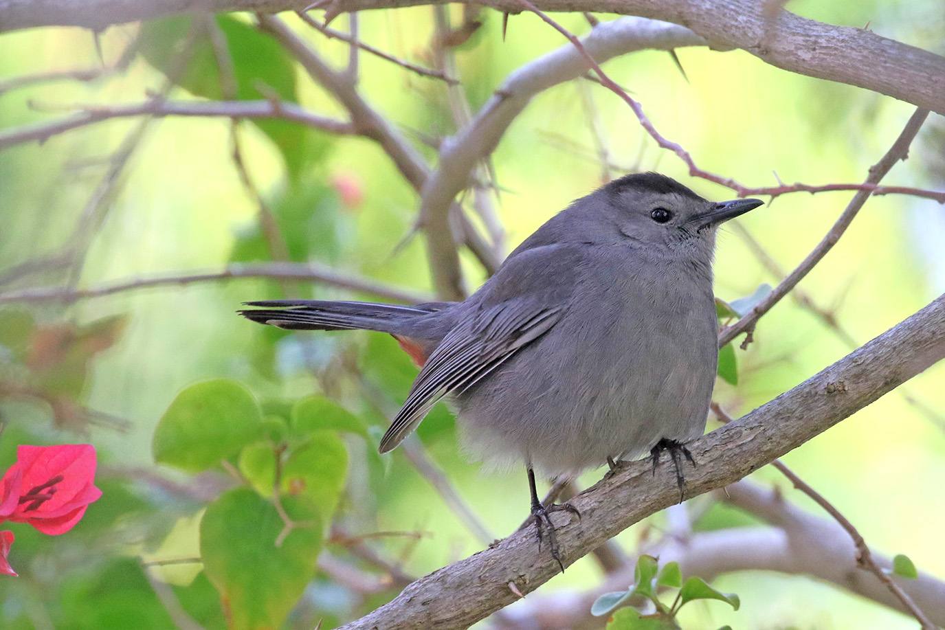 Gray Catbird by Rick Read