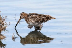 Wilson's Snipe by Rick Read