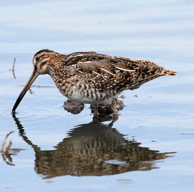 Wilson's Snipe by Rick Read