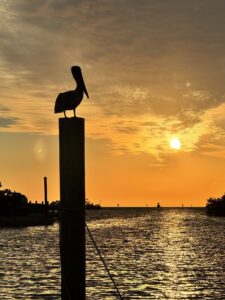 Pelican silhouetted on a piling against a golden sunset over the marina