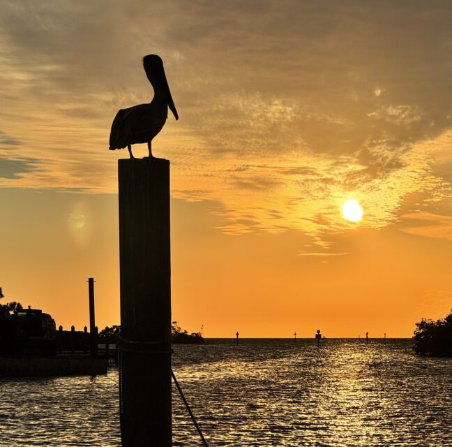 Pelican silhouetted on a piling against a golden sunset over the marina