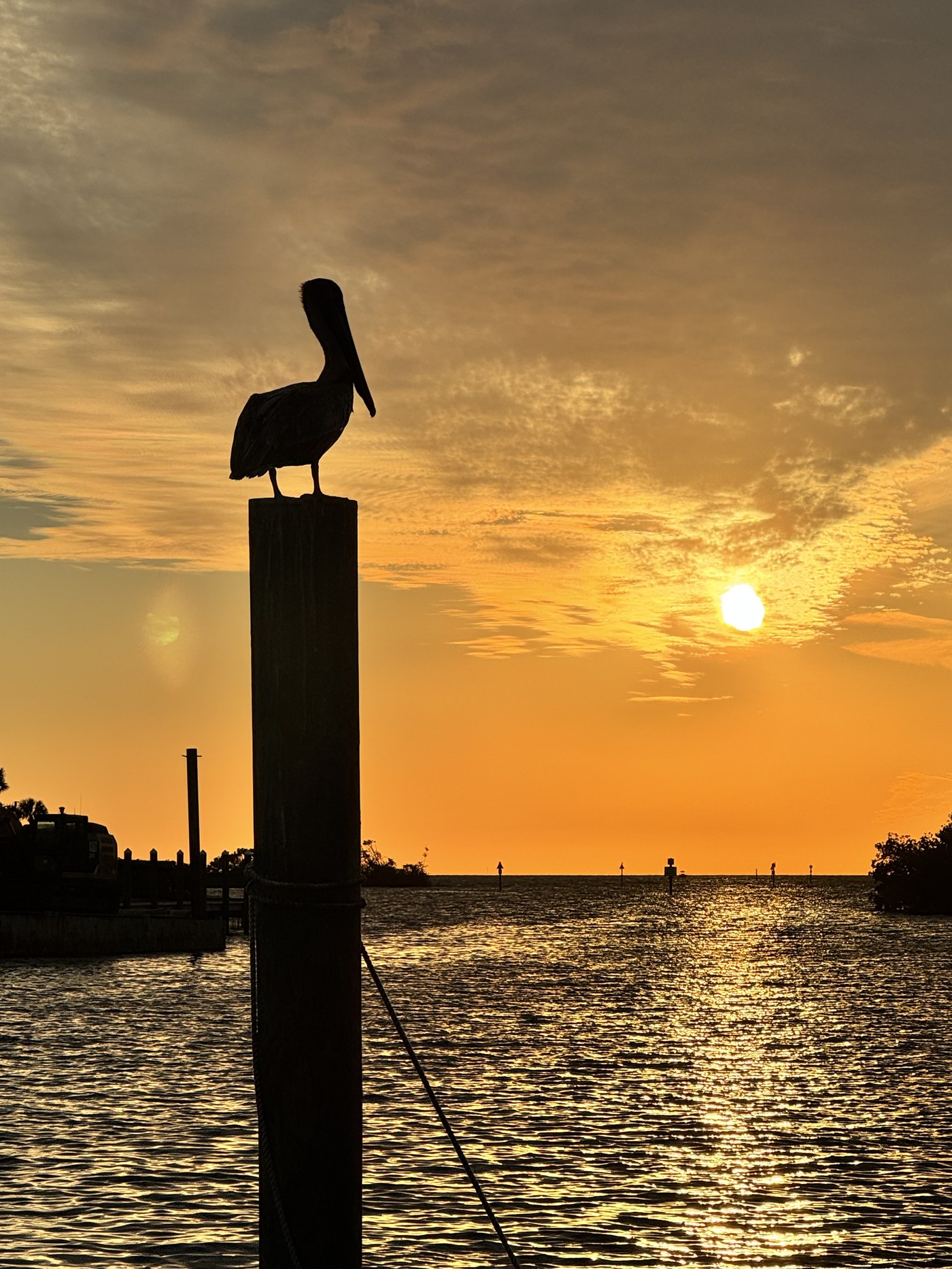 Pelican silhouetted on a piling against a golden sunset over the marina
