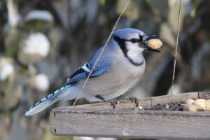Blue jay on a wooden feeder tray holding a peanut in its beak