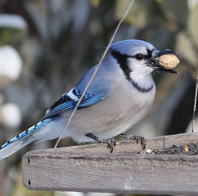 Blue jay on a wooden feeder tray holding a peanut in its beak
