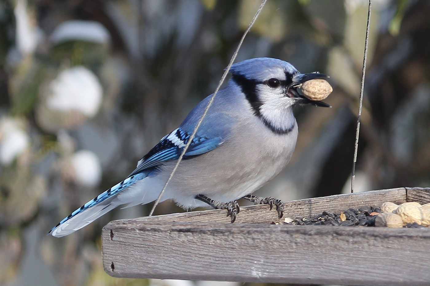 Blue jay on a wooden feeder tray holding a peanut in its beak