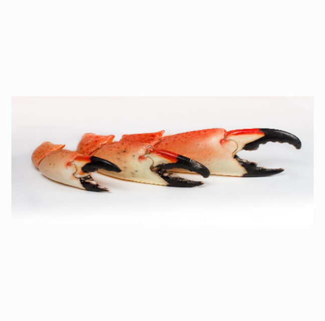 Three stone crab claws with black tips on a white background