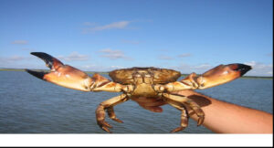 A stone crab held up over the water with both claws spread wide