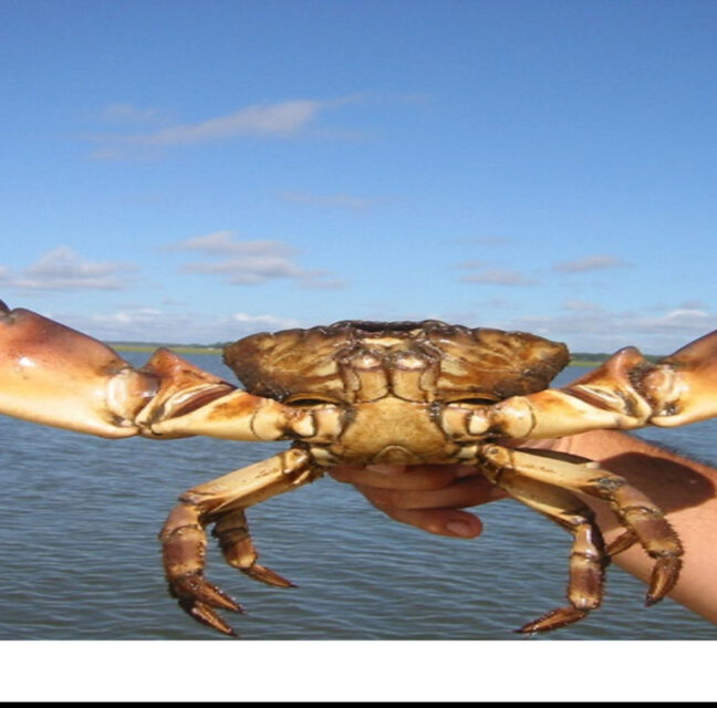 A stone crab held up over the water with both claws spread wide