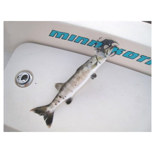 Charlotte Harbor barracuda caught with a plastic lure