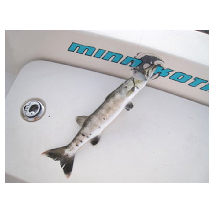 Charlotte Harbor barracuda caught with a plastic lure