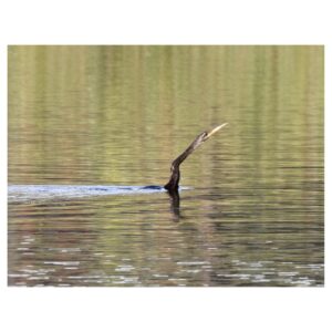 Anhinga swimming by Rick Read