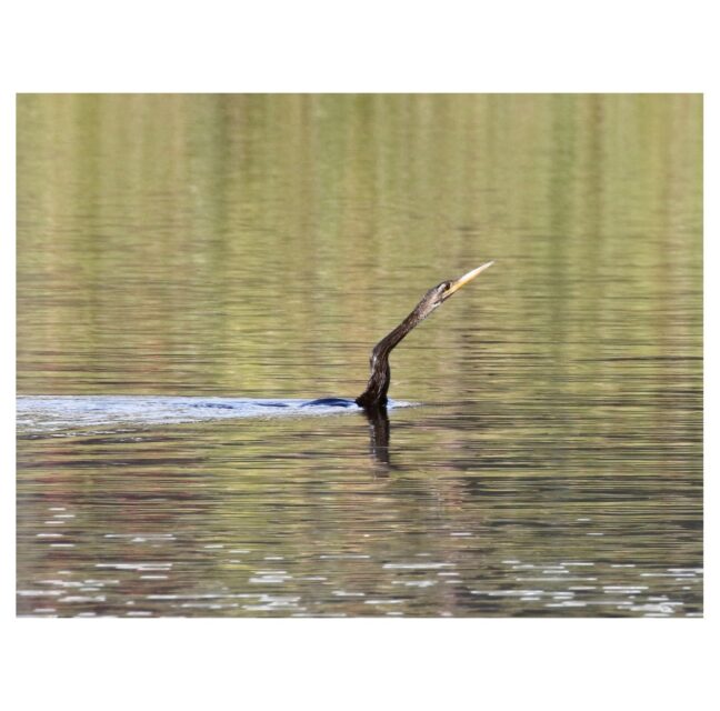 Anhinga swimming by Rick Read