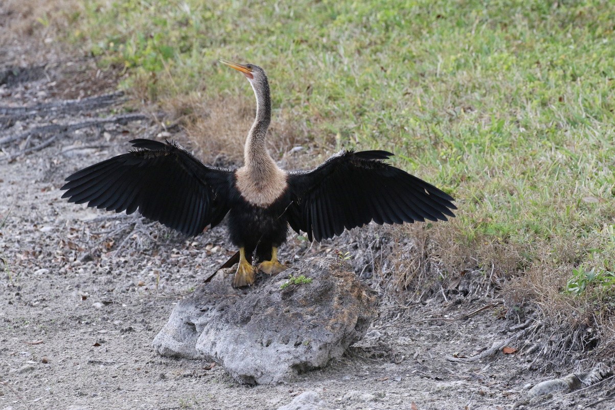 Female anhinga by Rick Read