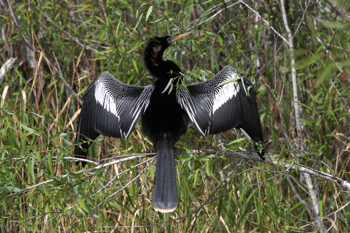 Male anhinga by Rick Read